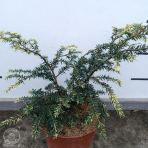 Jedľovec kanadský (Tsuga canadensis) ´GENTSCH WHITE´ - výška 20-30 cm, kont. C2L